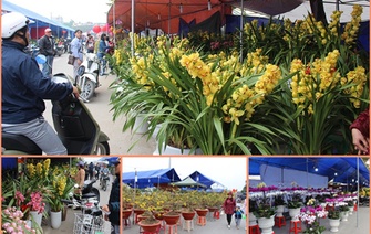 Chợ hoa xuân Hải Dương: Đa dạng chủng loại, giá bán không cao, thị trường ít sôi động